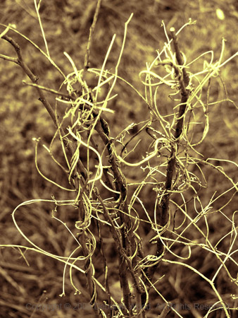 Sticks and Twigs make sparklers