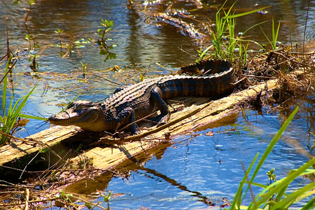 Gator on a stump