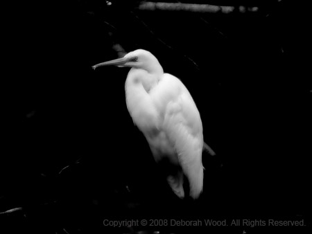 Great Egret