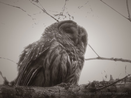 Owl on a tree branch