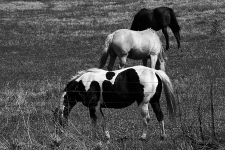 Three horses grazing