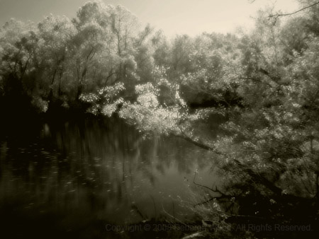 Branches over the Bayou