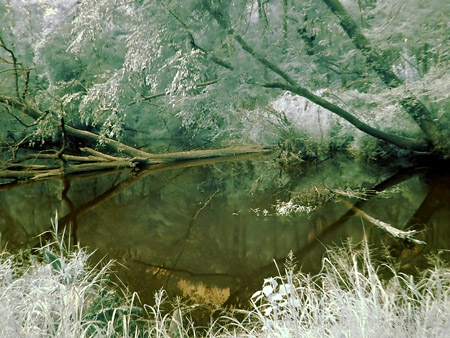 Fallen Trees