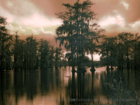 Cypress reflections in late afternoon