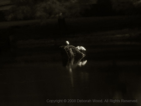 Egrets in a pond