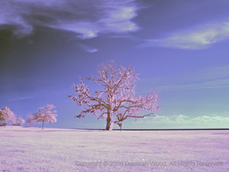 Lone tree