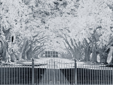 Oak Alley Plantation