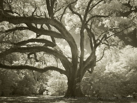 Oak