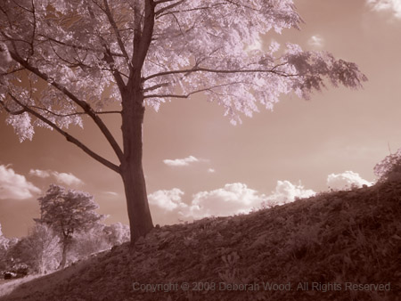 Tree on a hill