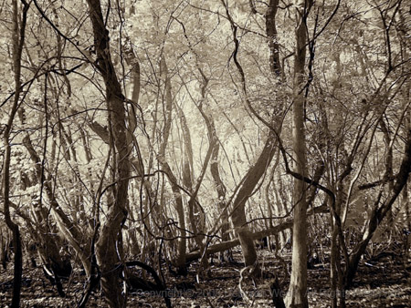 Trunks and limbs