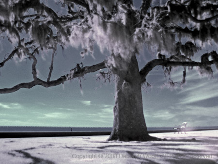 Underneath the tree