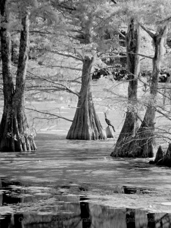 Bird on a Cypress tree