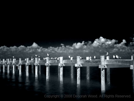 Gulls on a pier