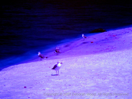 Gulls on the shore