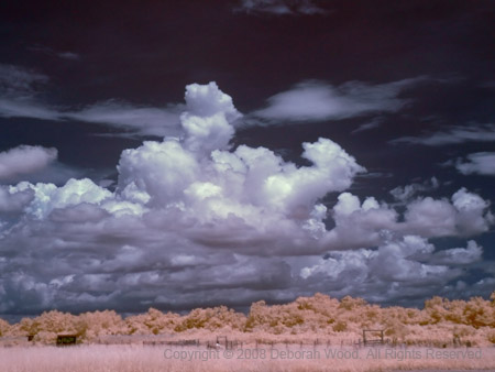 Horse grazing