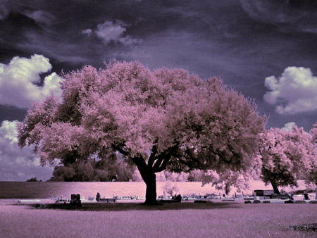 Resting beneath a tree