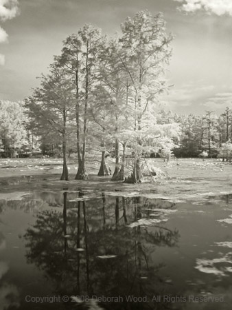 Trees in the swamp