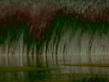 Reeds in the marsh