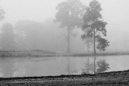 Fog in the morning