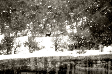 Mustang in the snow