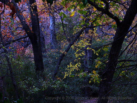 Woods of Enchantment