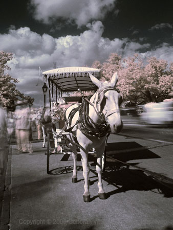 Horse drawn carriage