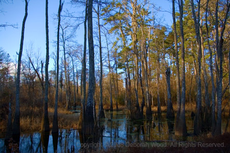 Cypress trees in late afternoon