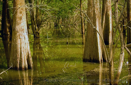 In the swamp