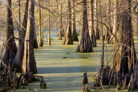 Late winter swamp views