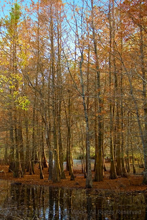 Reflection among the Cypress trees