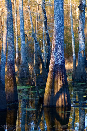 Shadows on Cypress