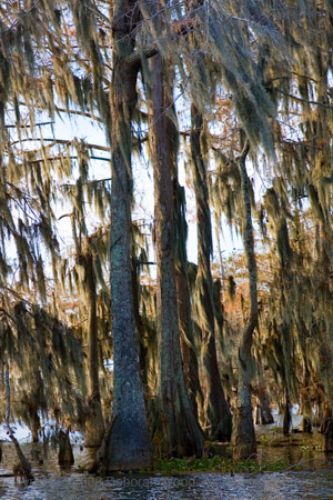 Spanish moss on Cypresses