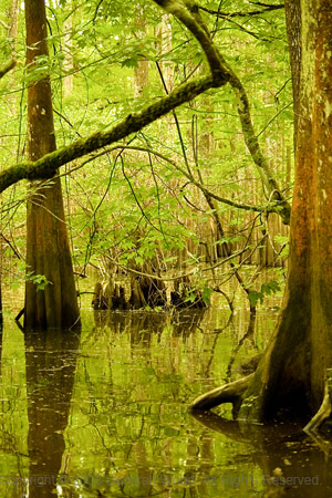 Water and trees